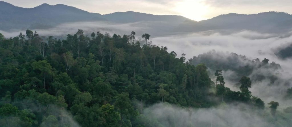 Kabut Leuser