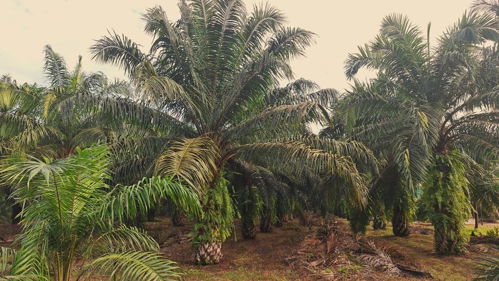 Sawit Sawit di Desa Penyangga Leuser